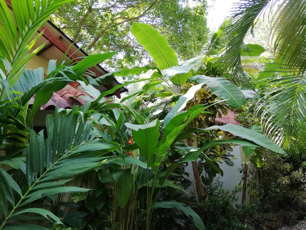 Funky Monkey Lodge Playa Santa Teresa  외부 사진